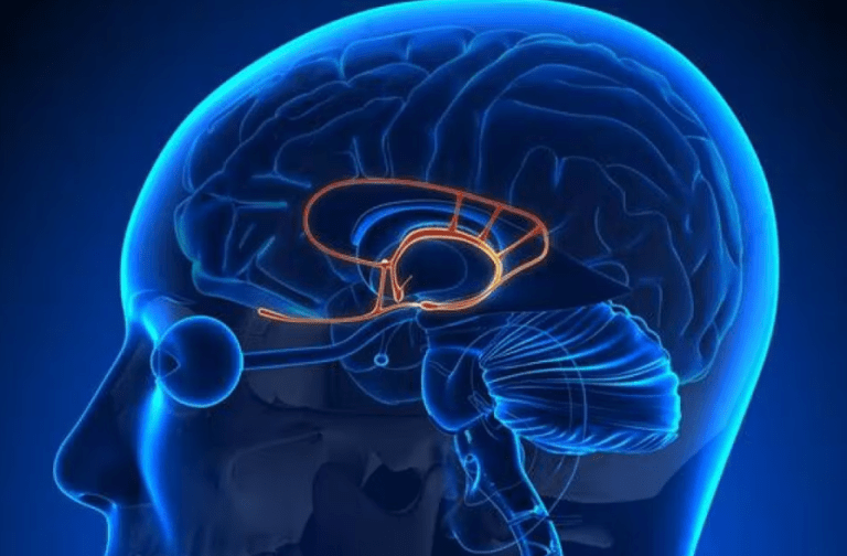 Clase 10.Mindfulness: la amigdala/ nuestra capacidad de reaccionar