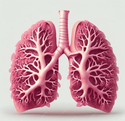 kriyas : pulmones