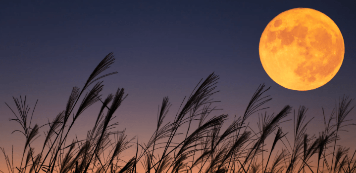 día 8:🌕 “Luna de la Cosecha»